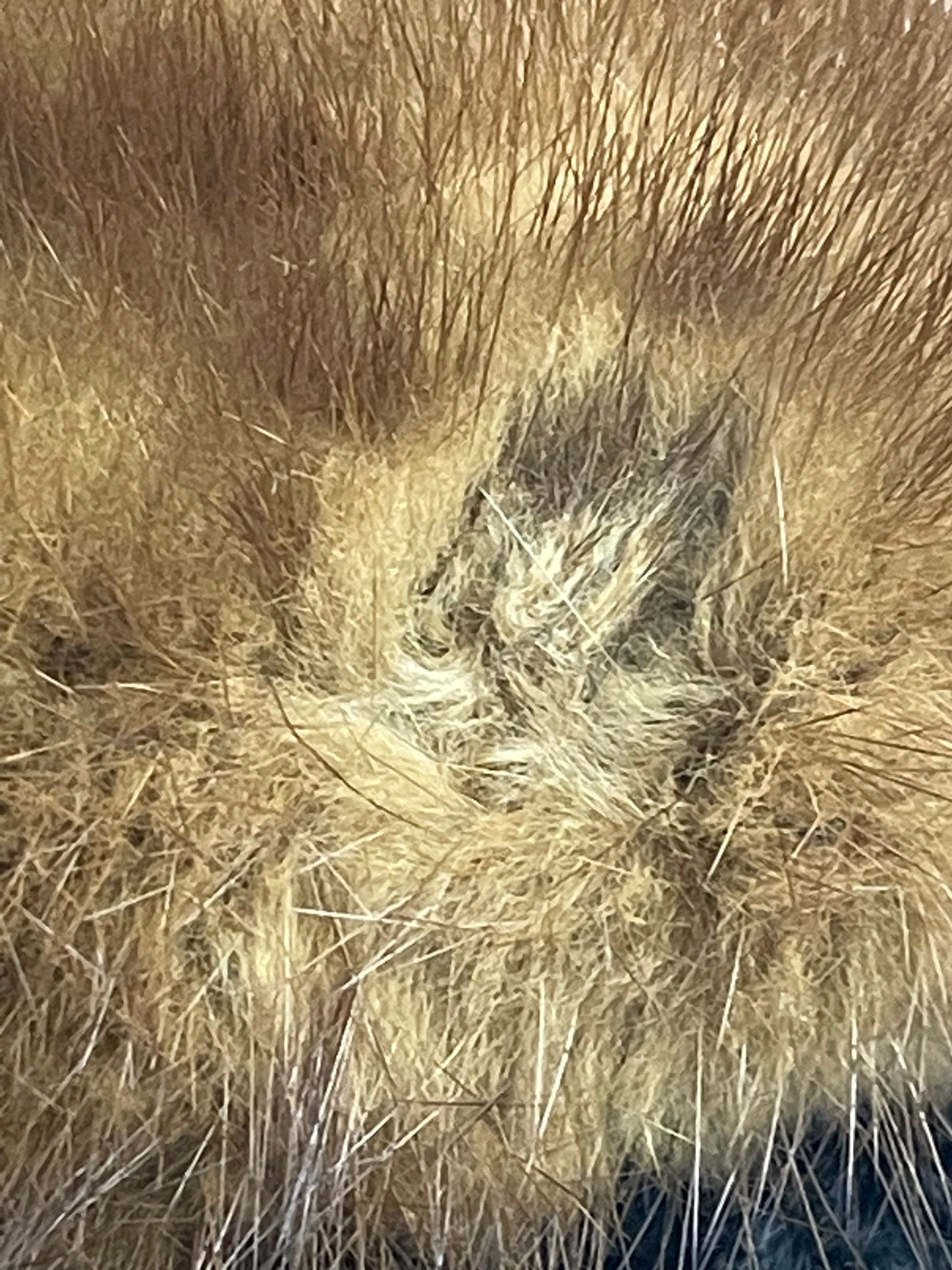 Short Persian Lamb Coat with Mink Collar