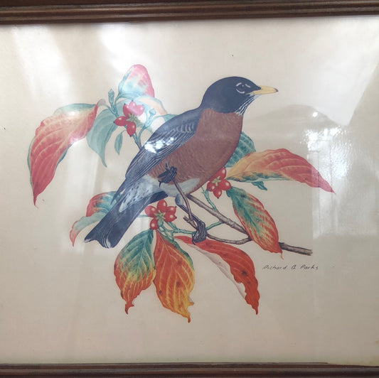 8x11 framed bird picture